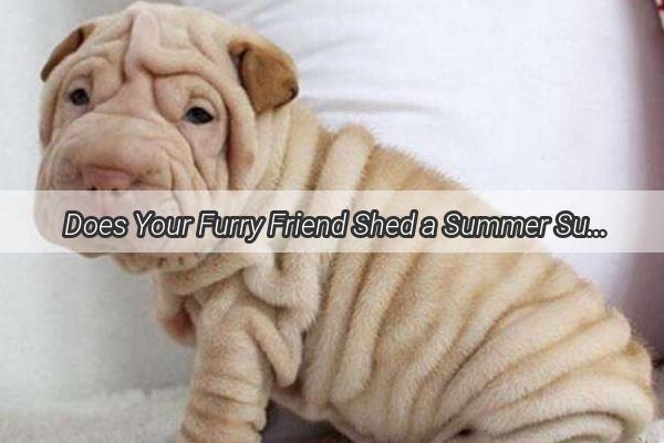 Does Your Furry Friend Shed a Summer Surprise Unveiling the Truth About Canine Hair Loss